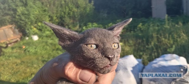 Преображение маленькой кошечки