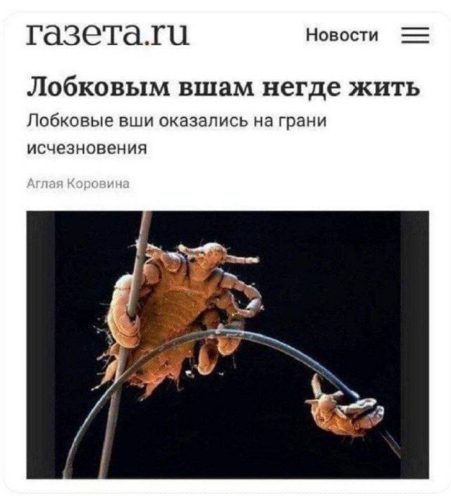 20289134.jpg