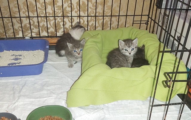 К завершению КотоВторника