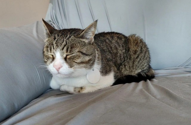 Спящих котеек тред