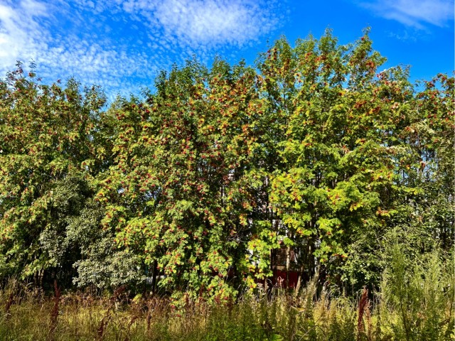 От осени до осени