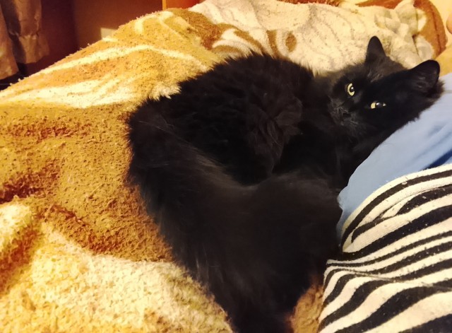 В защиту чёрных котов