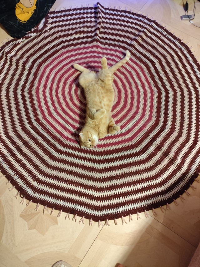 Котовторник же!