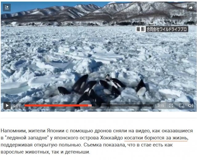 Байкальская нерпа вылезла подышать, и попала на камеру