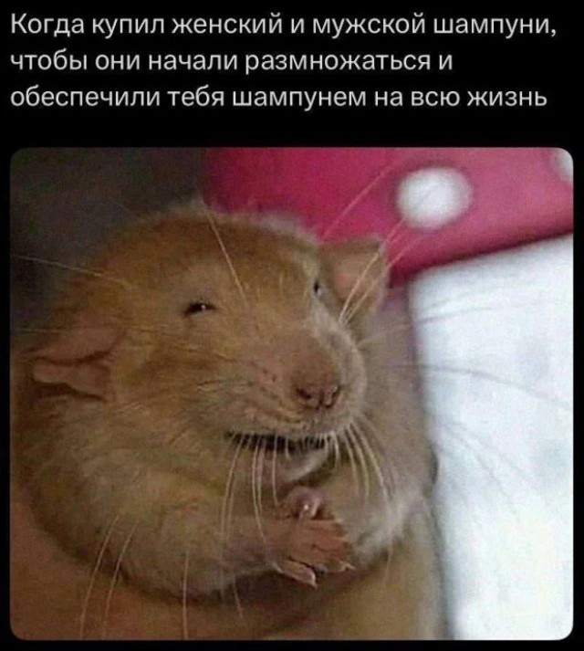 Картиночки, баянчики 08 января