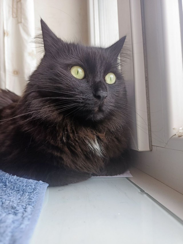 А котовторник уже пришёл?