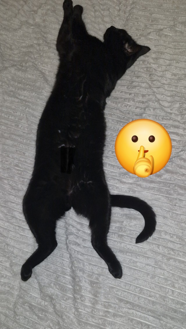 А котовторник уже пришёл?