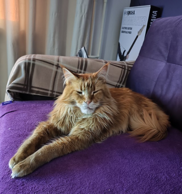Котовторник