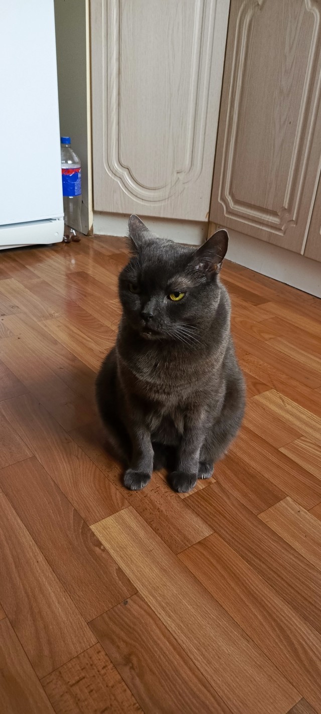 Кошка Яна 19 лет