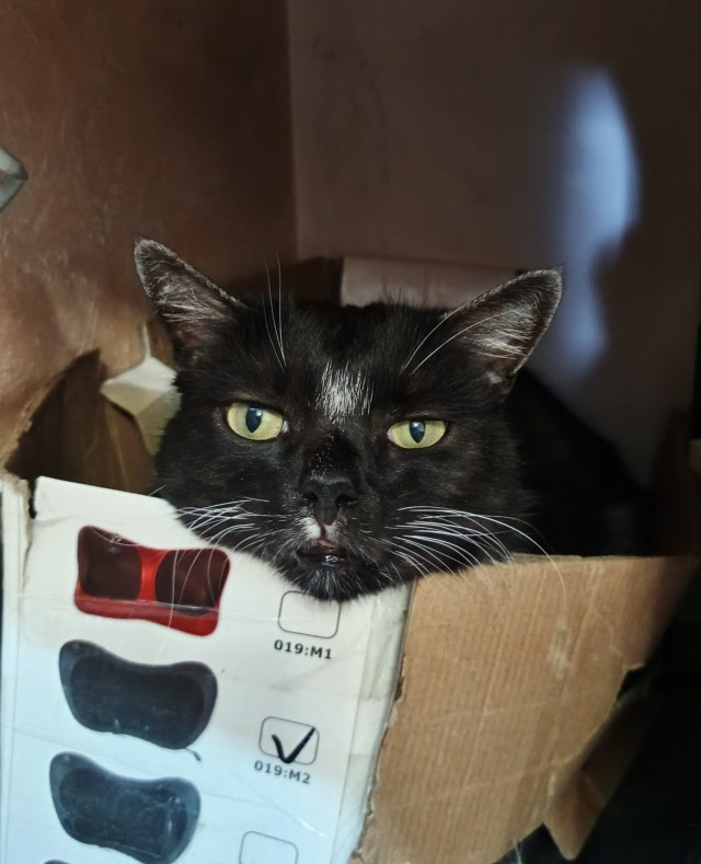 Котовторник