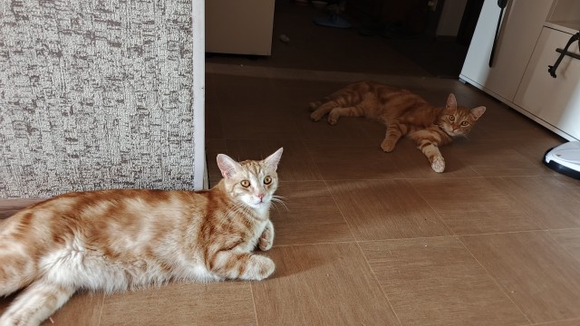 Фотки красивого кота.