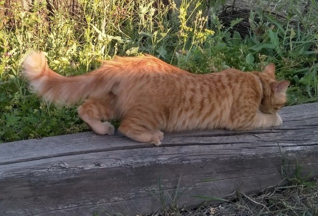 Котовторник же