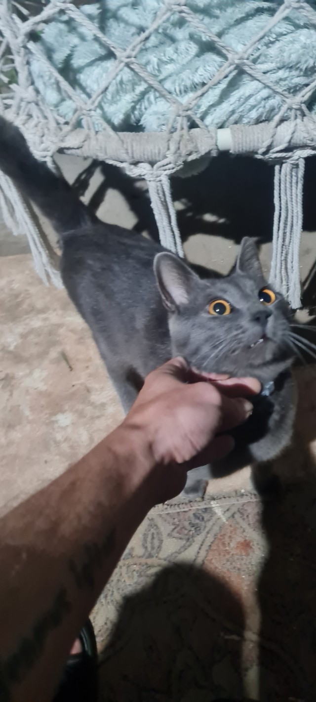 Продолжаем котовторник