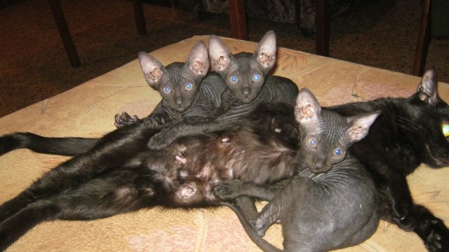 Плоды толерантности