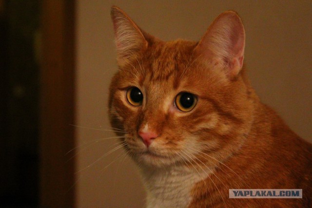 Котовторник 25.02.2014