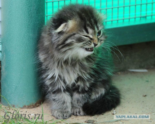 Котовторник 25.02.2014