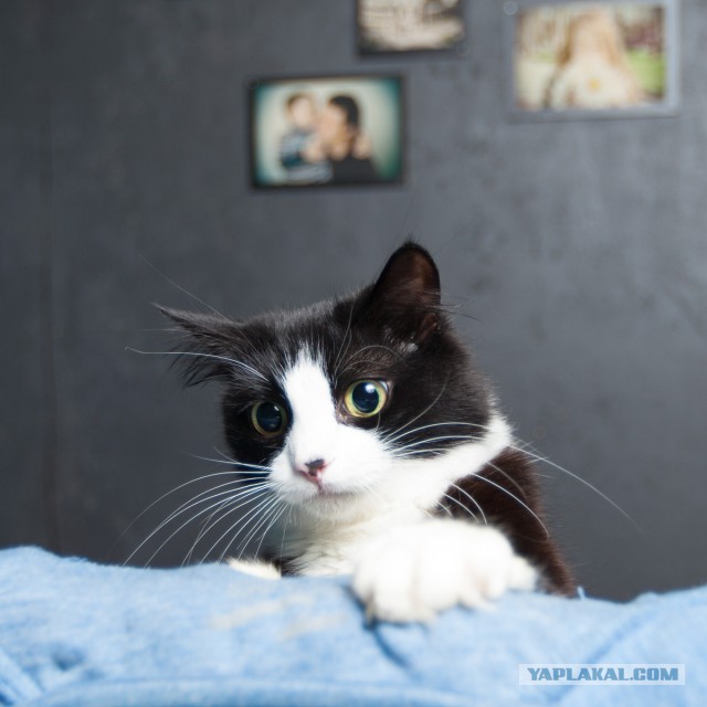 Котовторник  25.03.2014