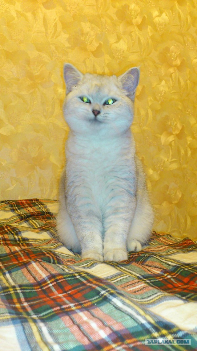 Котовторник  25.03.2014