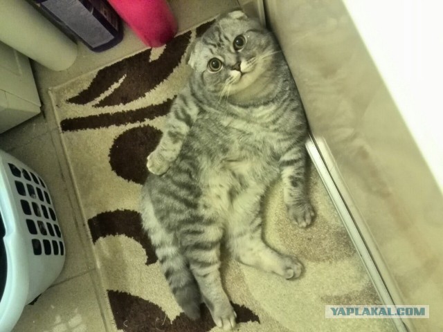 Завидую своему коту