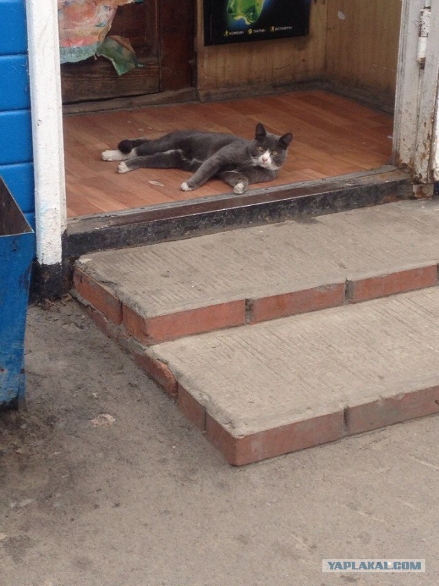 С Котовторником!
