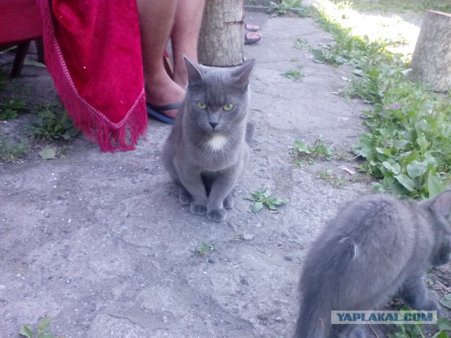 Котовторник 12.08.2014