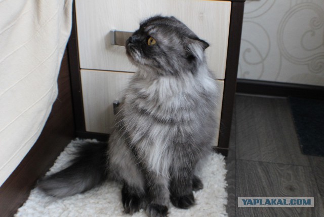 Котовторник 19.08.2014