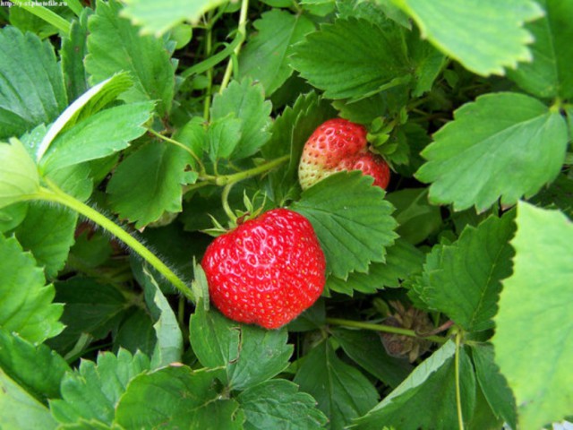 Плюсомет со шпалометом