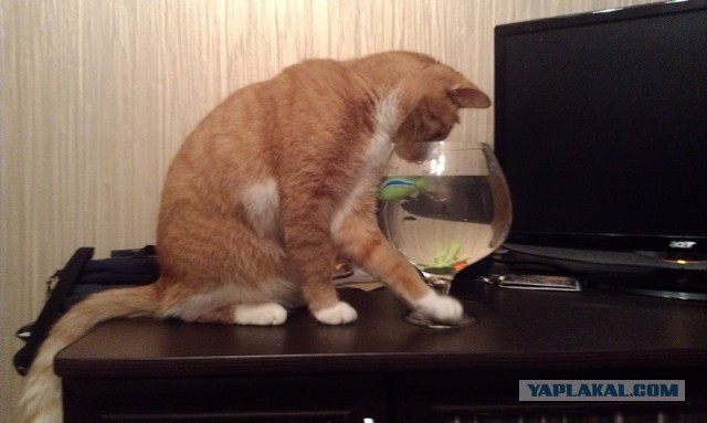 Котовторник 23.09.2014.