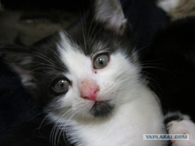Котовторник 2.12.14