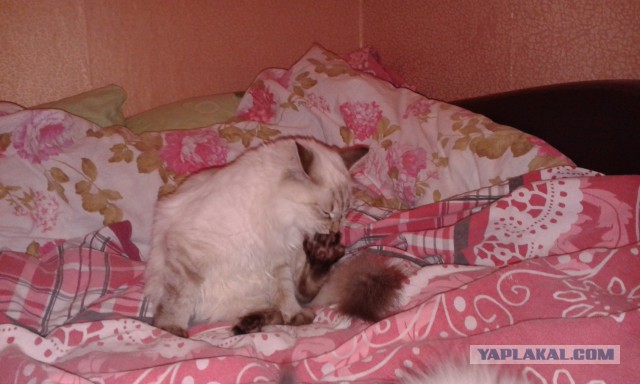Котовторник 23.12.2014