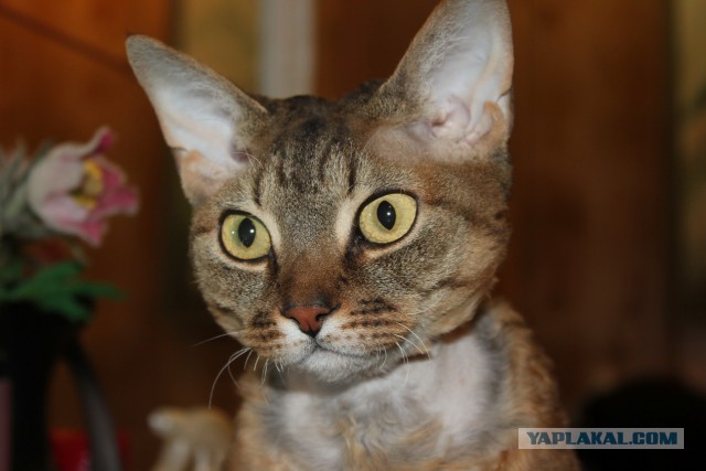 Котовторник 06.01.2015
