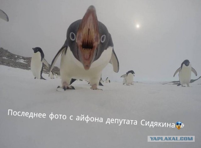Депутаты Госдумы пропали в Антарктиде