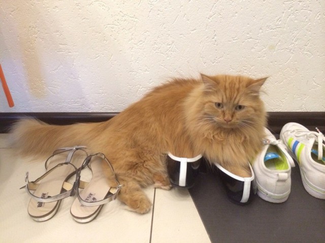 Даешь каждому коту по ботинку!