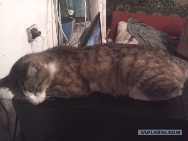 Котовторник
