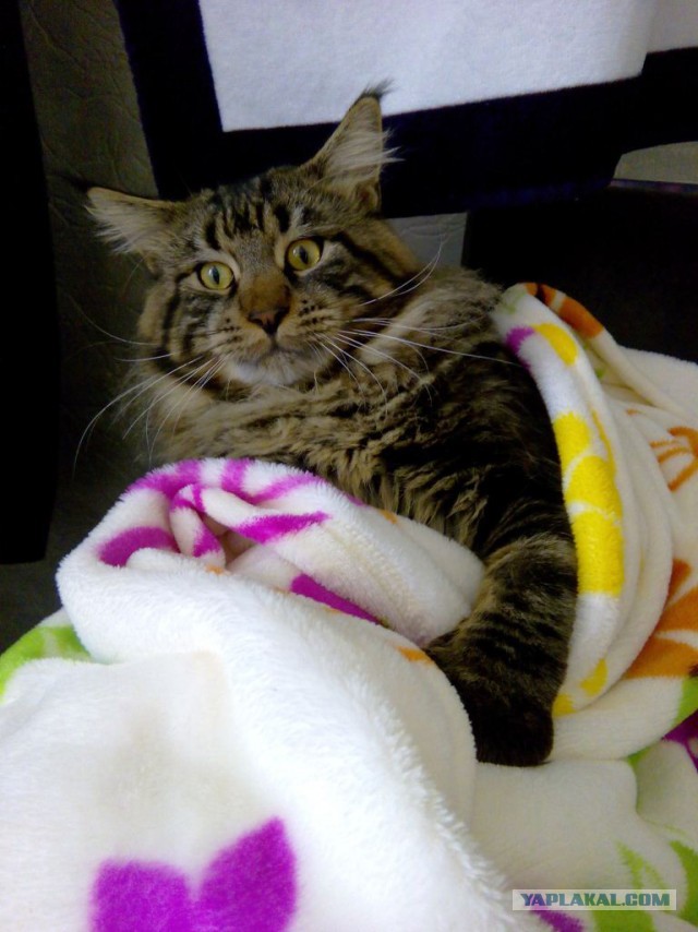 Котовторник  21.07.2015