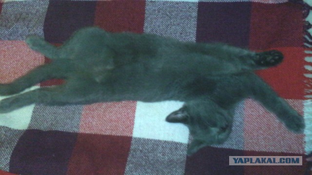 Как спят кошки....
