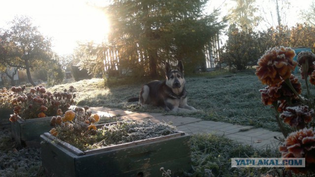 Сегодняшнее морозное утро в Подмосковье