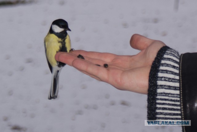 Я вижу птиц (с)