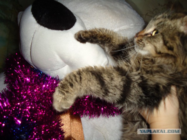 Мой личный котоленд 9