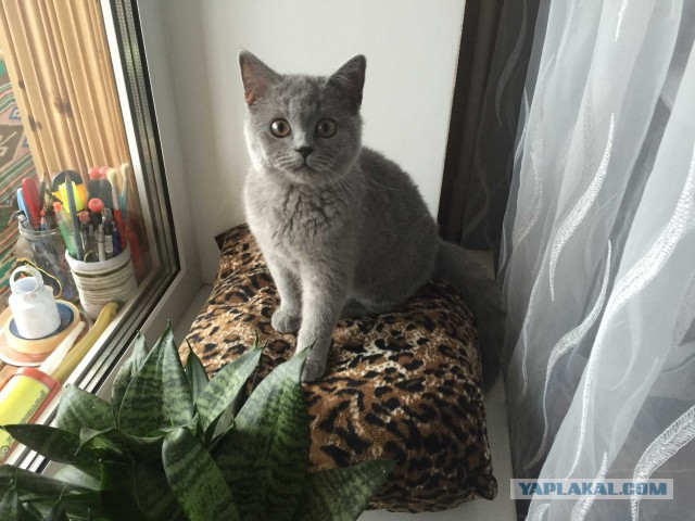 Котовторник 19.01.2016