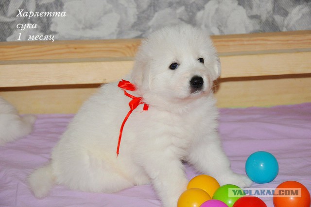 Щенки, которые выглядят как медвежата.