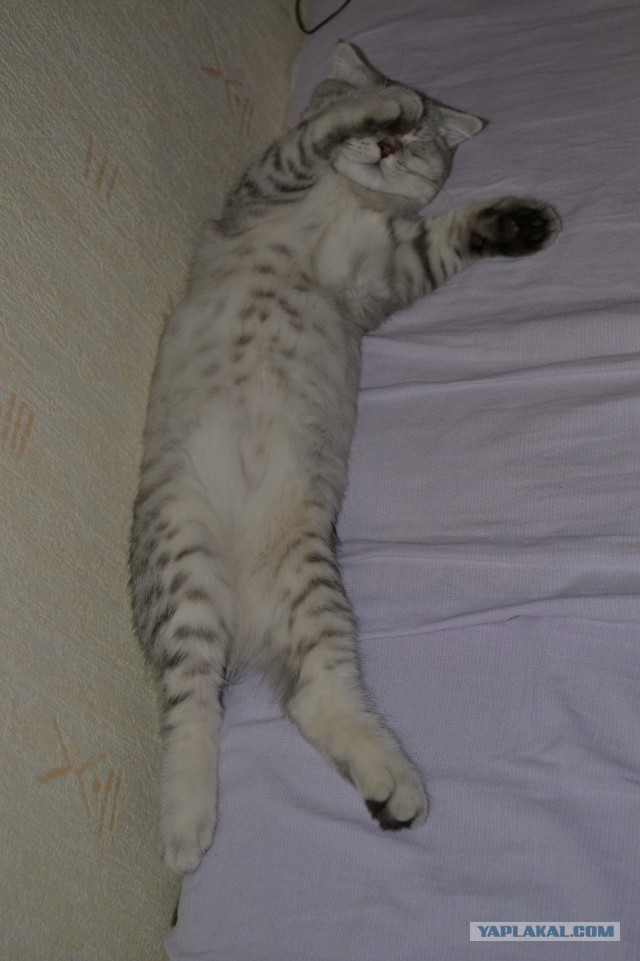 Котовторник