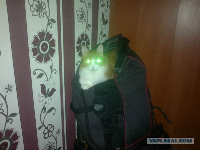 Котовторник 16.02.16