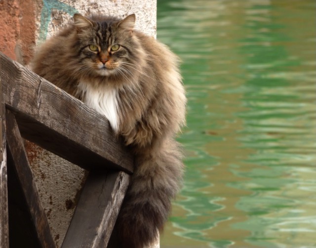 Мой кот, мои правила!