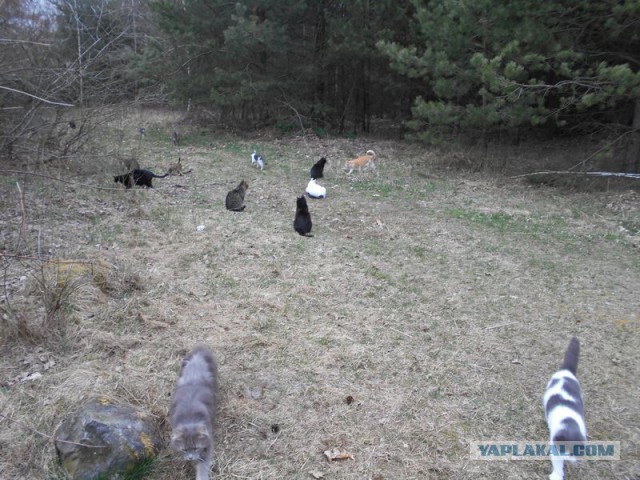 Жизнь домашнего приюта для котеек 108