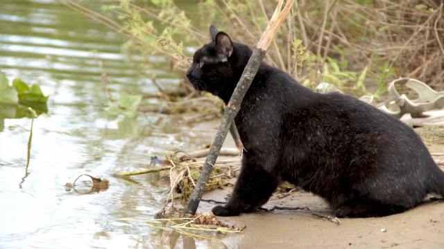 Домашние коты на природе