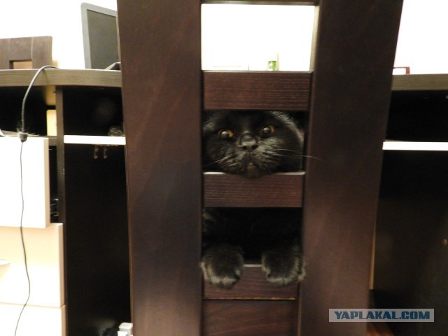 Котовторник 28.11.2017