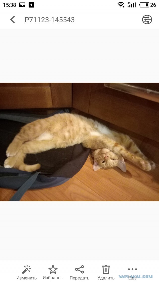 Мой спящий рыжий кот