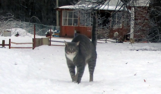 Котовторник 27.03.2018