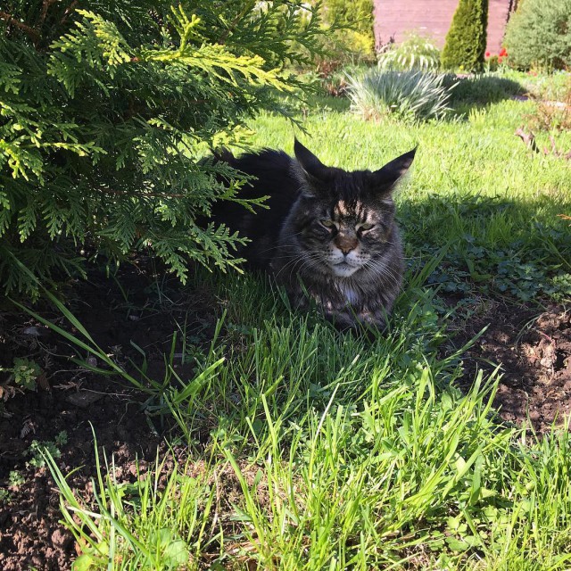 Котовторник 29.5.18